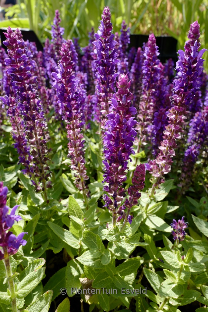 Salvia nemorosa ‚Sensation Compact Deep Blue‘