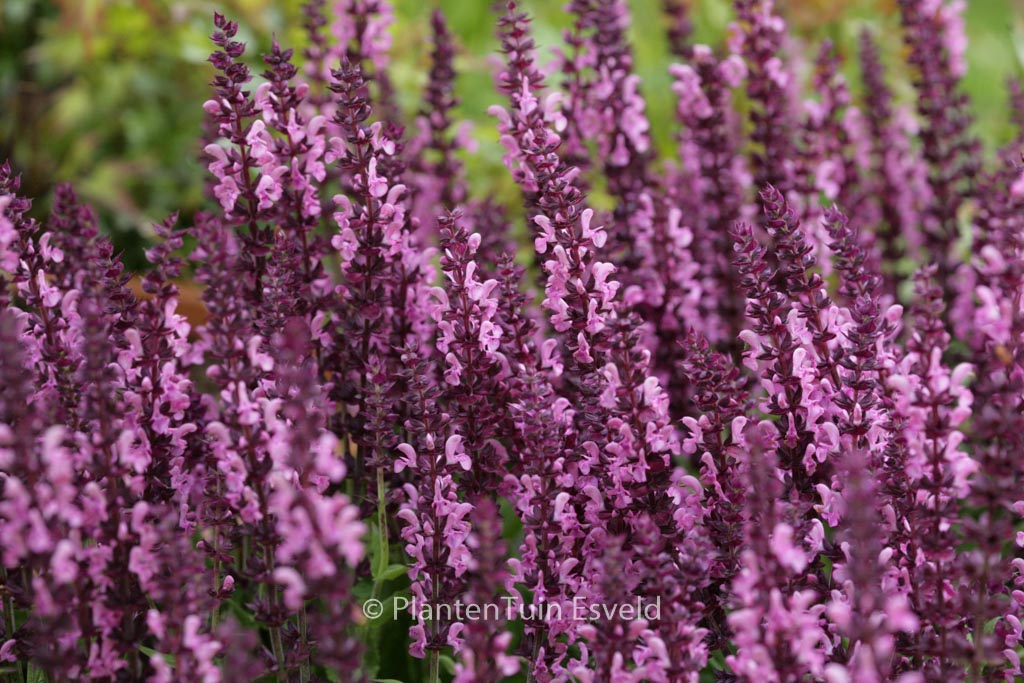 Salvia nemorosa ‚Sensation Rose‘