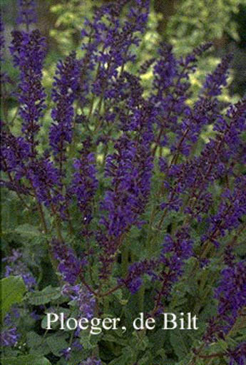 Salvia nemorosa ‚Viola Klose‘