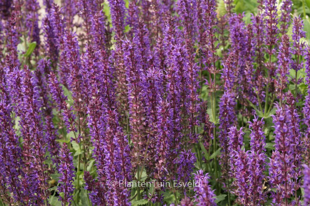 Salvia nemorosa ‚Wesuwe‘