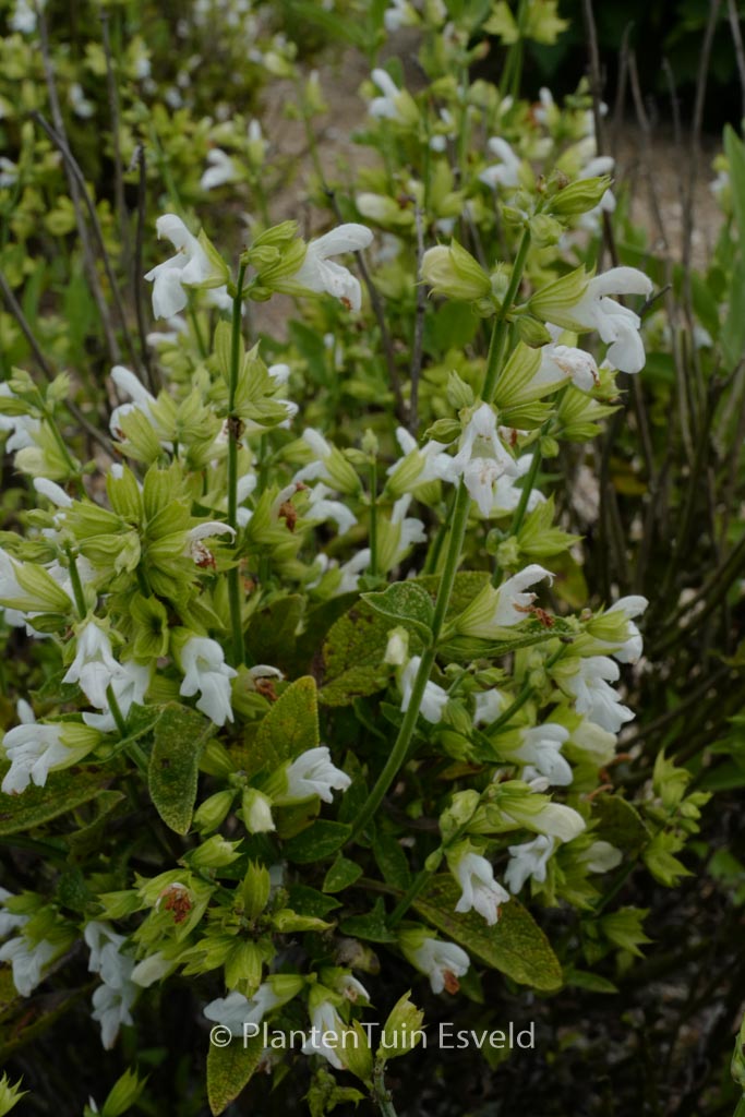 Salvia officinalis ‚Albiflora‘
