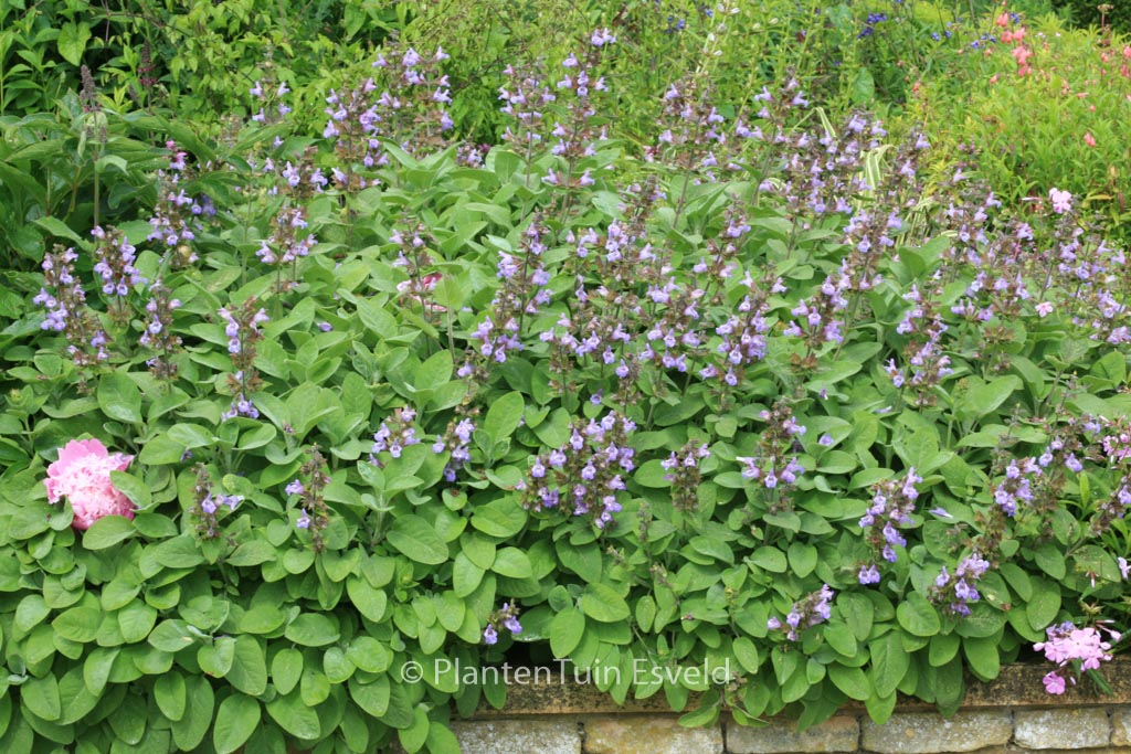 Salvia officinalis ‚Berggarten‘