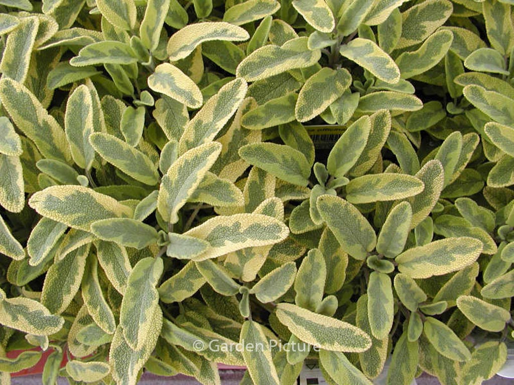 Salvia officinalis ‚Icterina‘