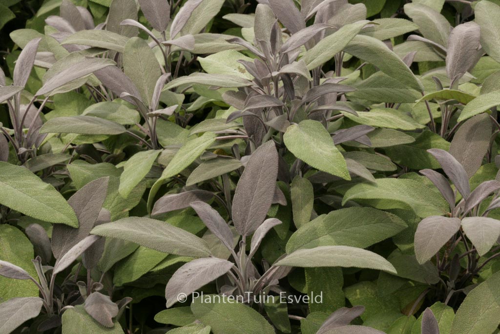 Salvia officinalis ‚Purpurascens‘