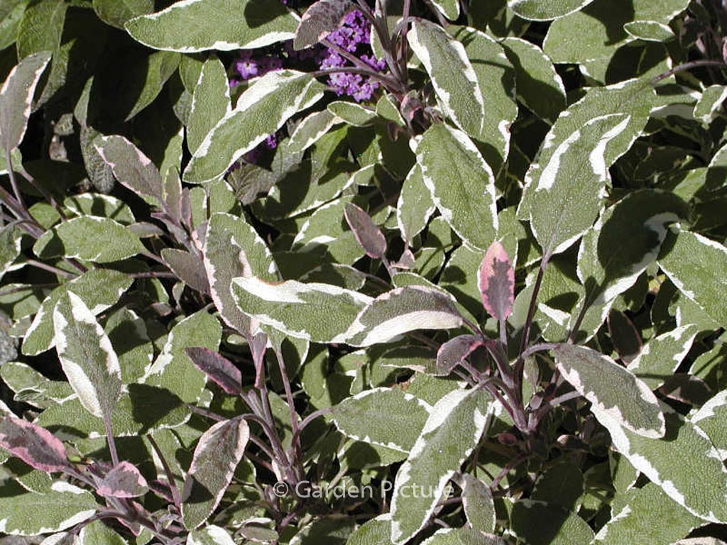 Salvia officinalis ‚Tricolor‘