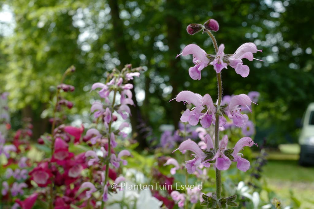 Salvia pratensis ‚Eveline‘