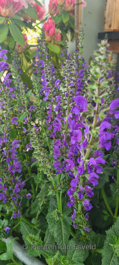 Salvia pratensis ‚Fashionista Midnight Model‘
