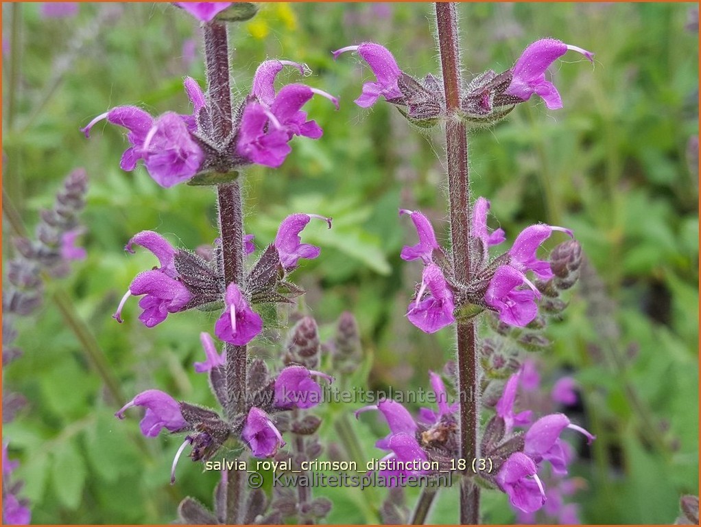 Salvia pratensis ‚Royal Crimson Distinction‘