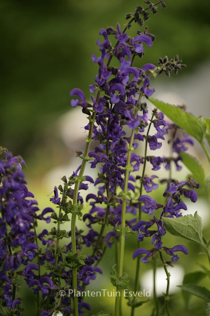 Salvia pratensis ‚Twilight Serenade‘