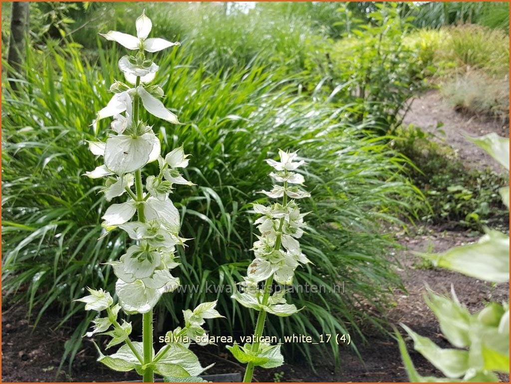 Salvia sclarea ‚Vatican White‘