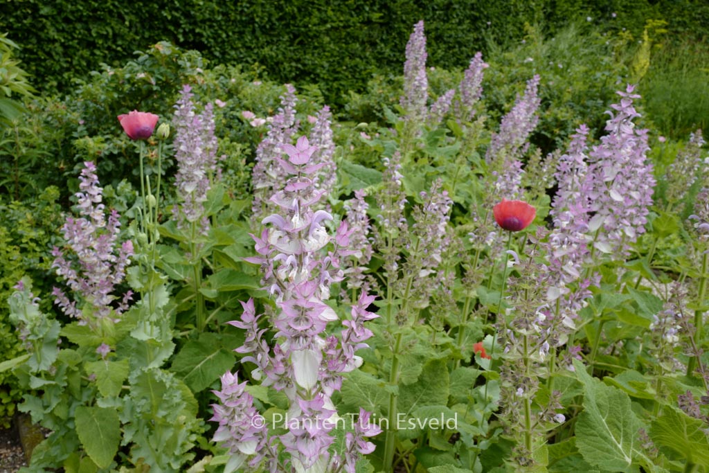 Salvia sclarea