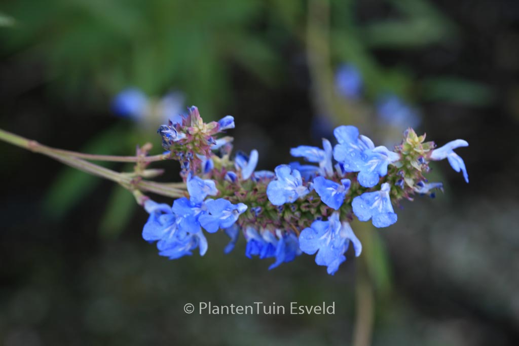 Salvia uliginosa ‚Ballon Azul‘
