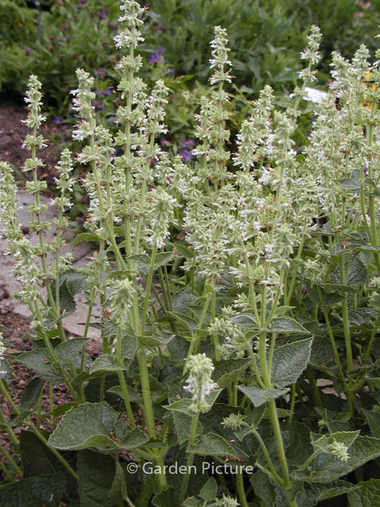 Salvia verticillata ‚Alba‘