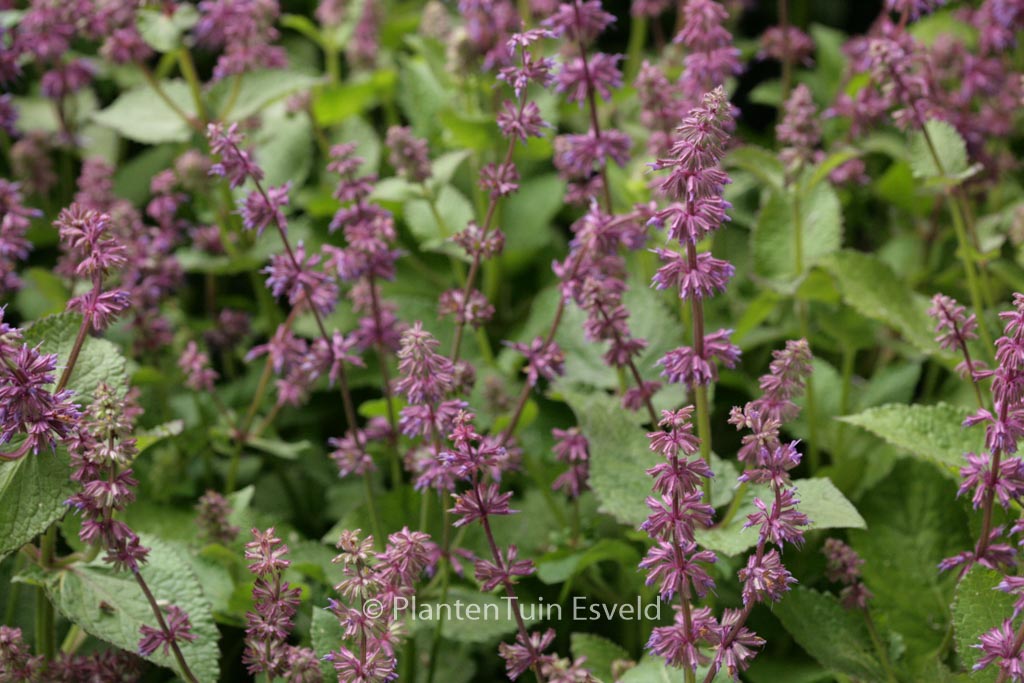 Salvia verticillata ‚Endless Love‘