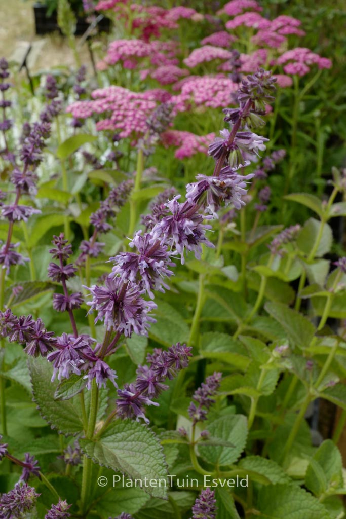 Salvia verticillata ‚Hannay’s Blue‘