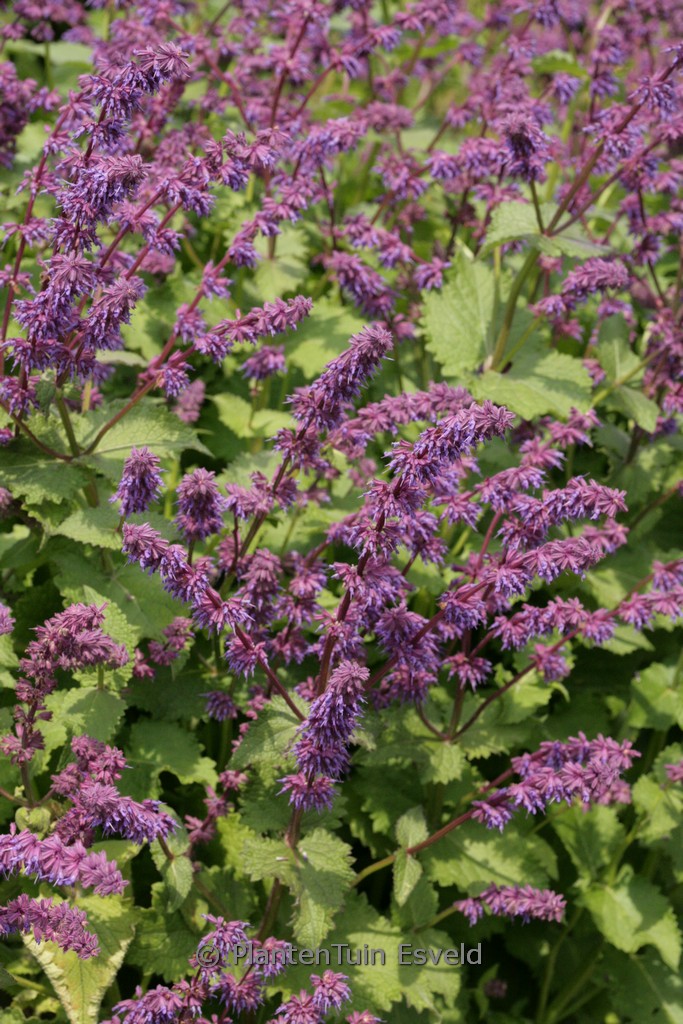 Salvia verticillata ‚Smouldering Torches‘
