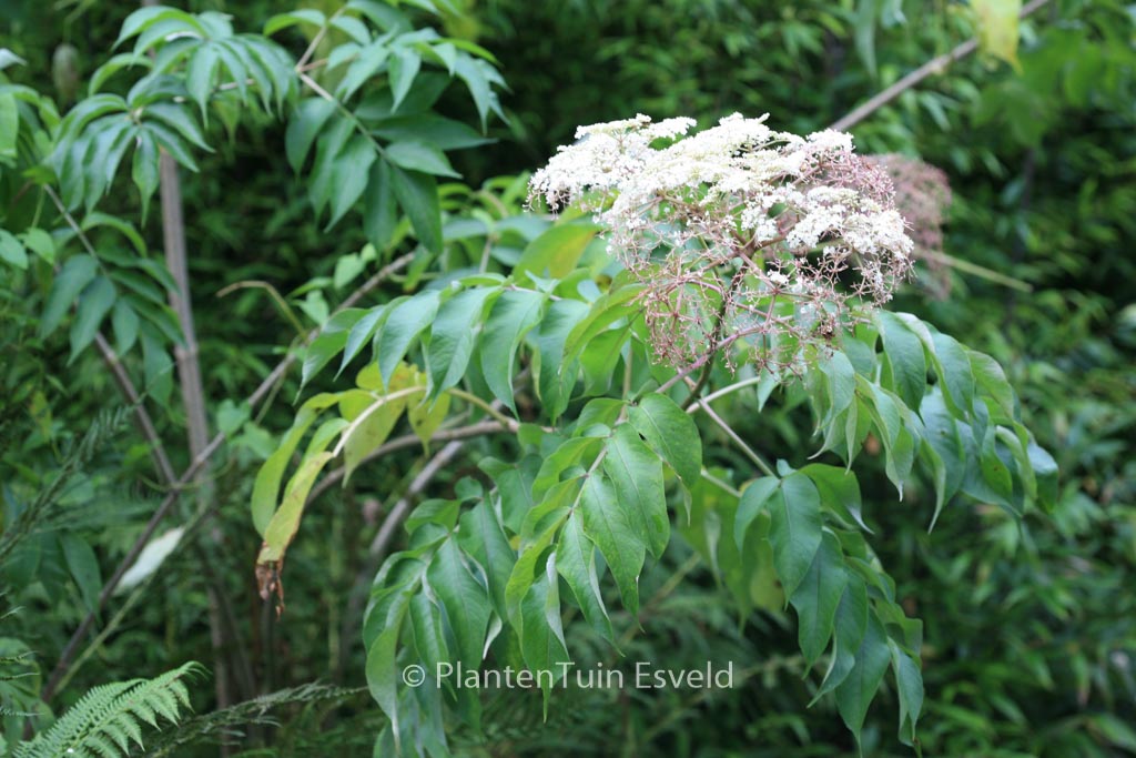 Sambucus canadensis ‚Maxima‘
