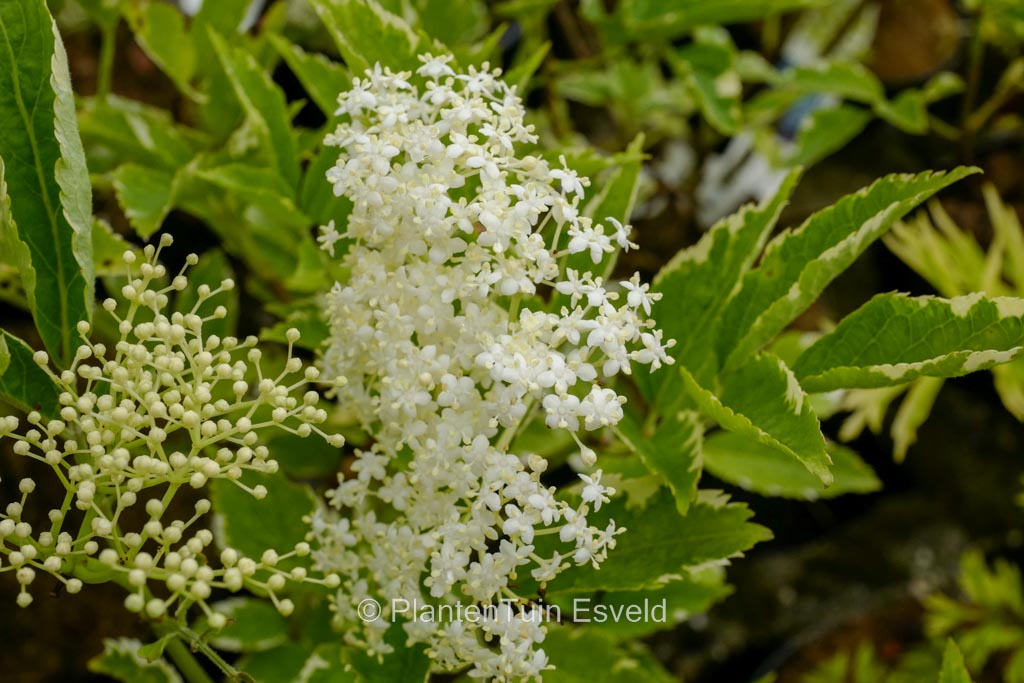 Sambucus nigra ‚Alcsam‘ (GOLD SPARK)
