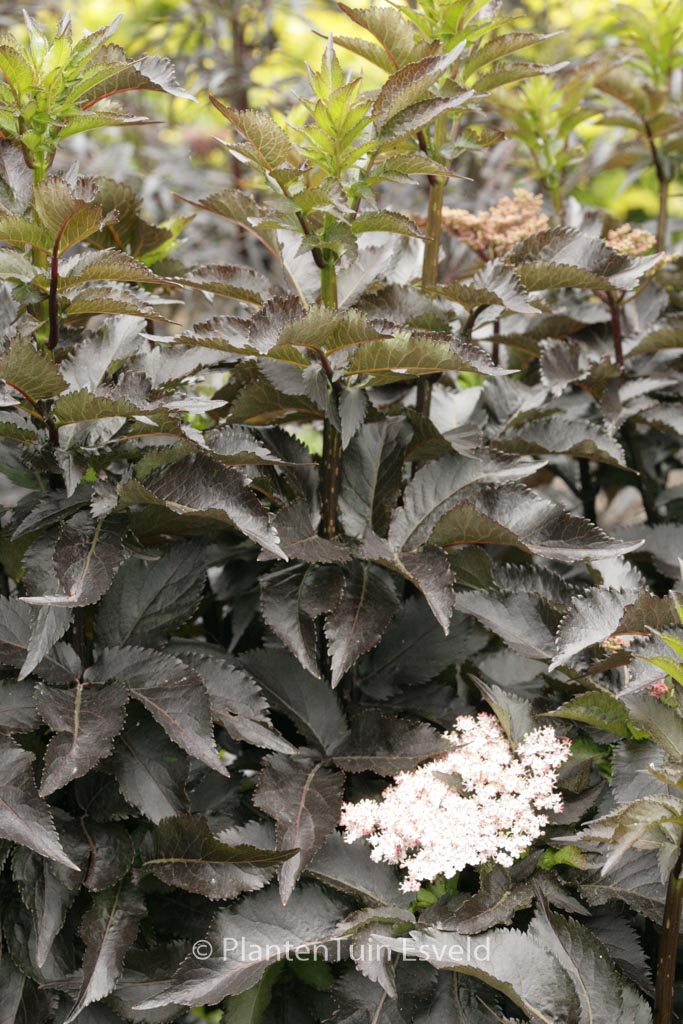 Sambucus nigra ‚Eiffel01‘ (BLACK TOWER)