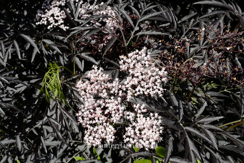 Sambucus nigra ‚Eva‘ (BLACK LACE)