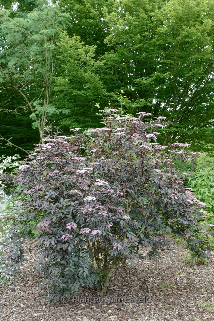 Sambucus nigra ‚Gerda‘ (BLACK BEAUTY)