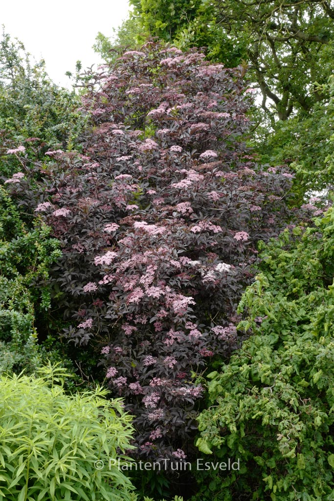 Sambucus nigra ‚Guincho Purple‘