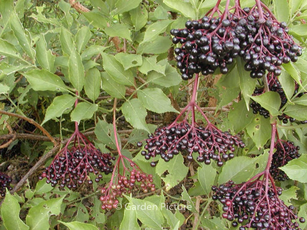 Sambucus nigra ‚Haschberg‘