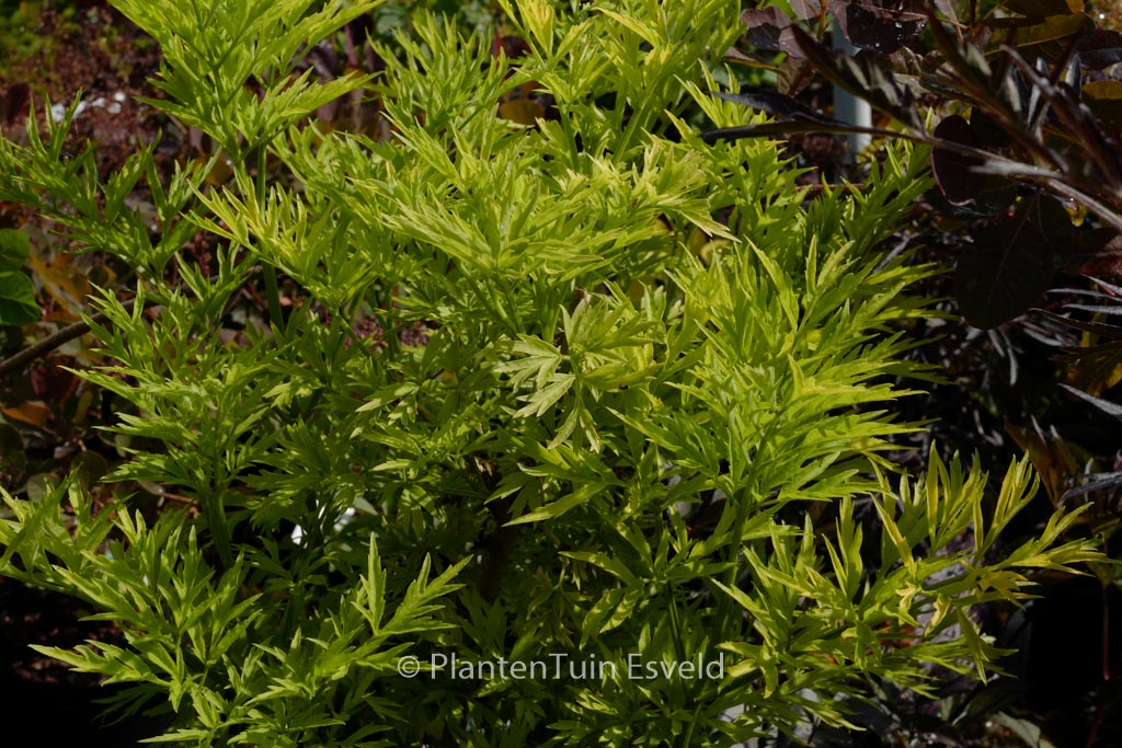 Sambucus nigra ‚Jdeboer001‘ (GOLDEN TOWER)