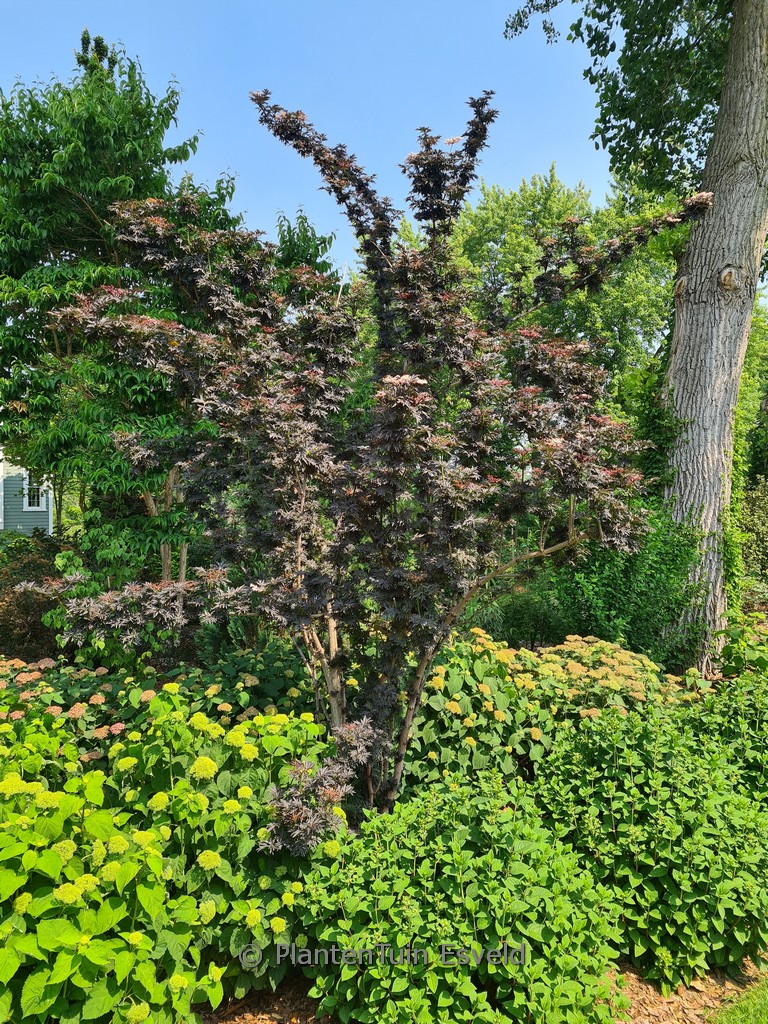 Sambucus nigra ‚Laced Up‘