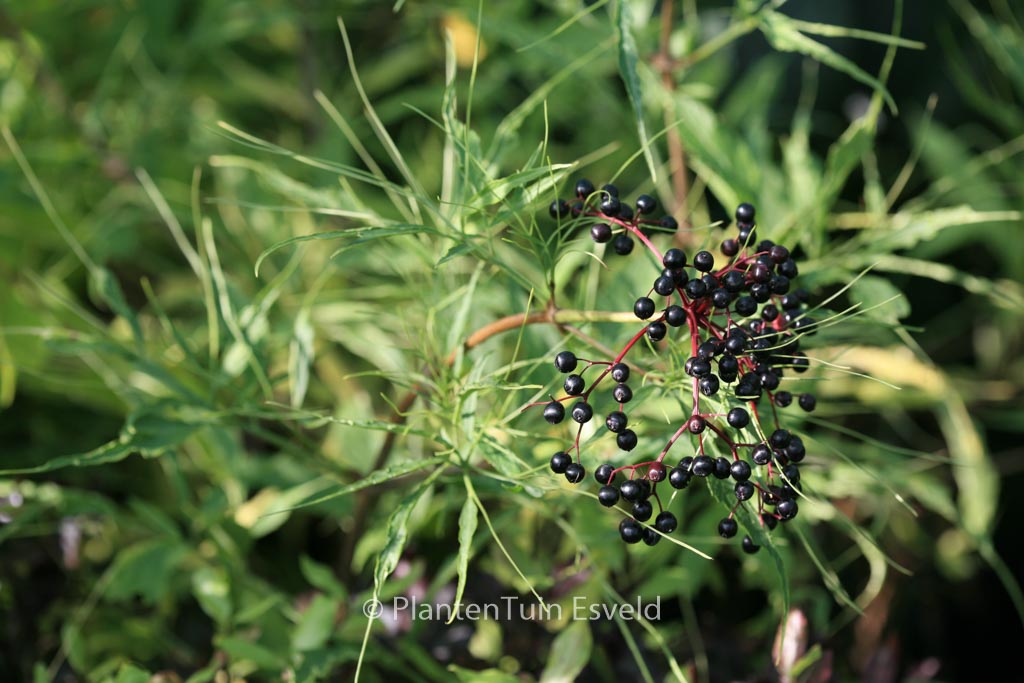Sambucus nigra ‚Linearis‘
