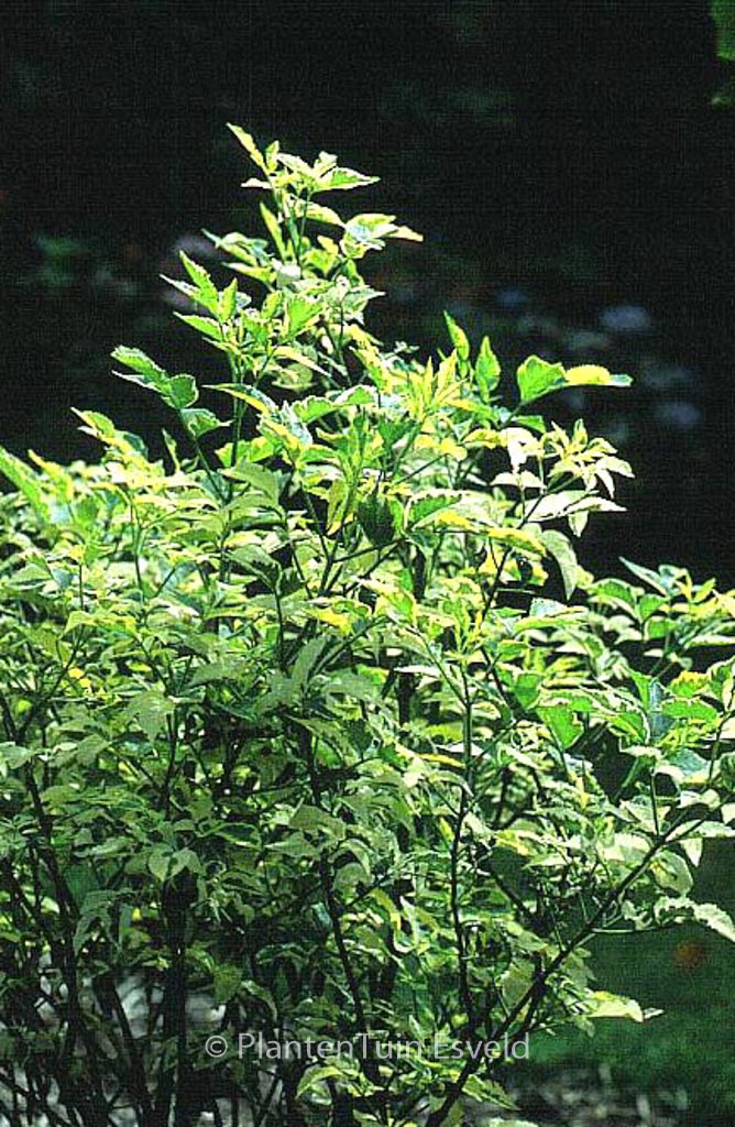 Sambucus nigra ‚Madonna‘