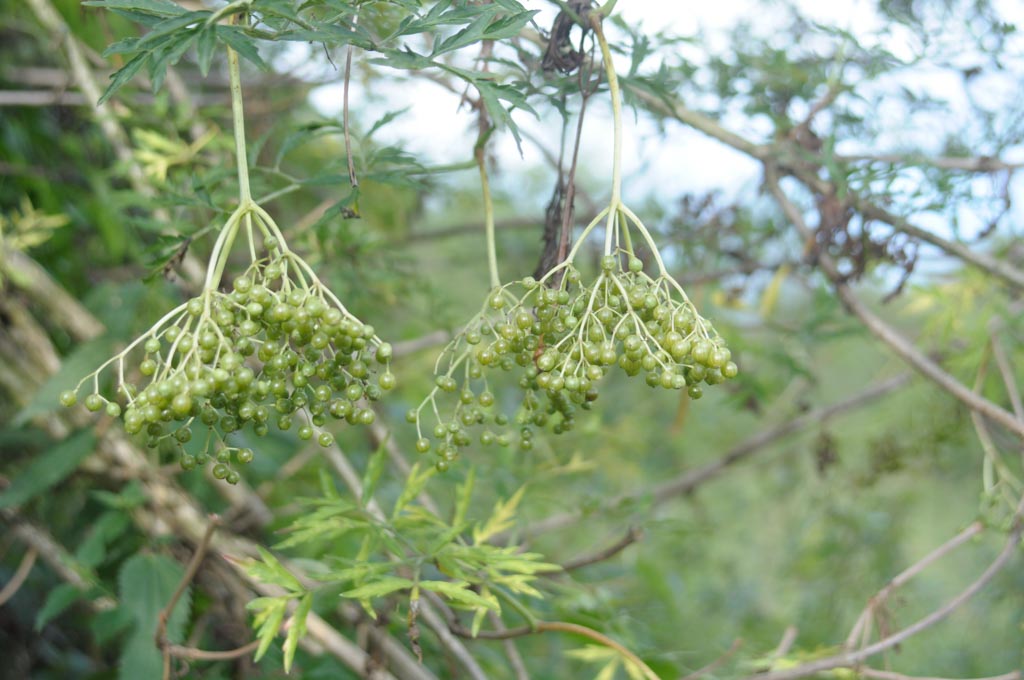 Sambucus nigra ‚The Pearl‘