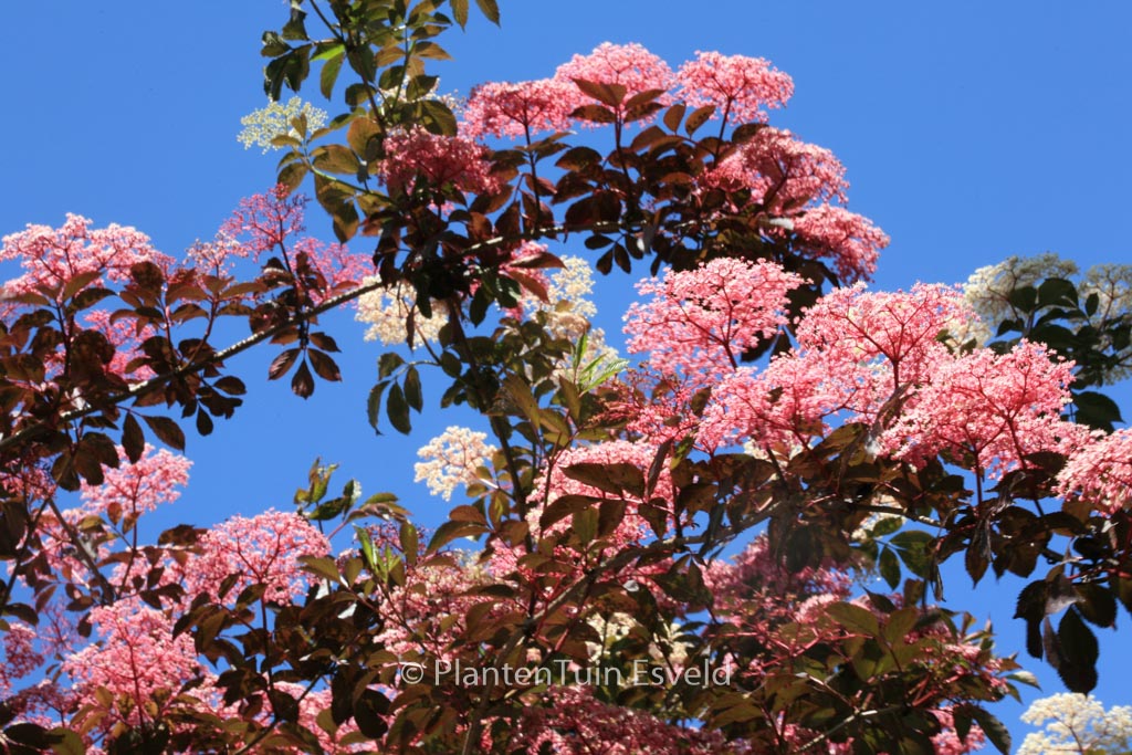 Sambucus nigra ‚Thundercloud‘ (RED HOLY)