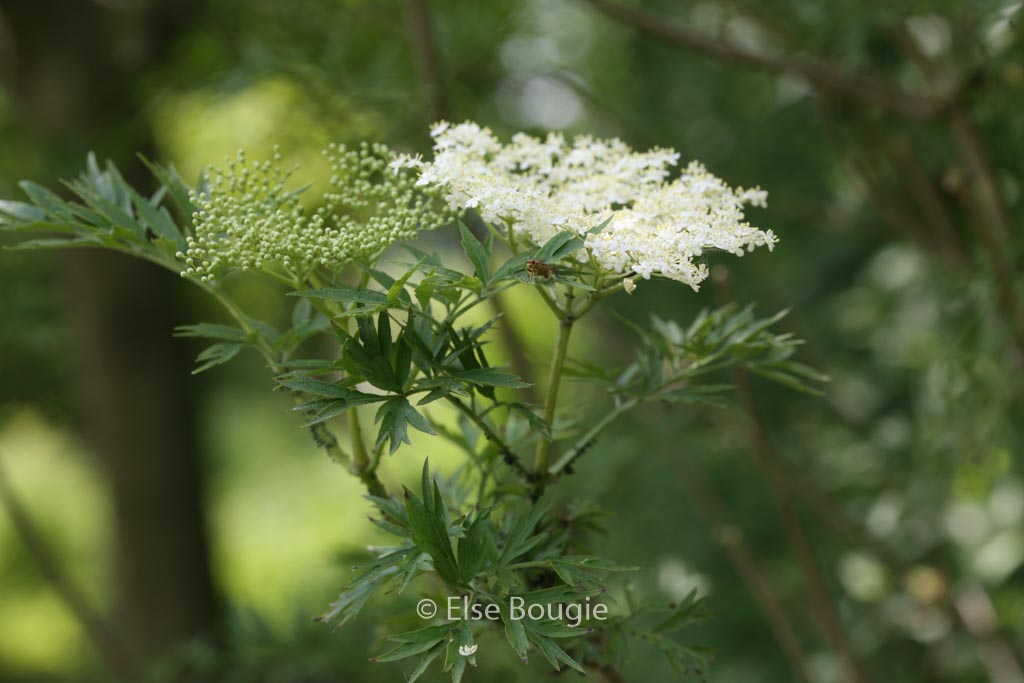 Sambucus nigra ‚Urban Lace‘
