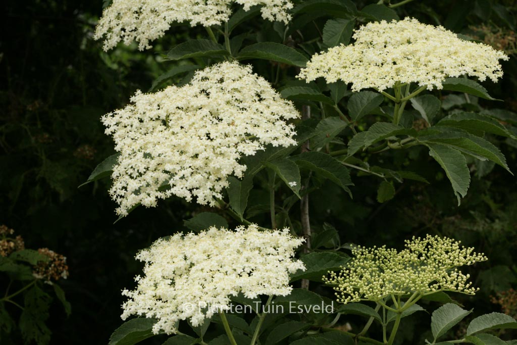 Sambucus nigra