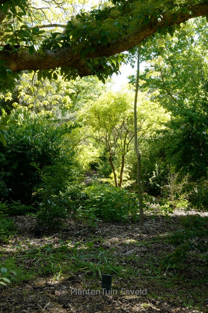 Sambucus racemosa ‚Plumosa Aurea‘