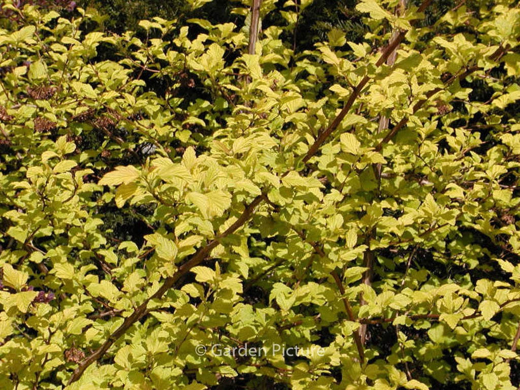 Sambucus racemosa ‚Sutherland Gold‘