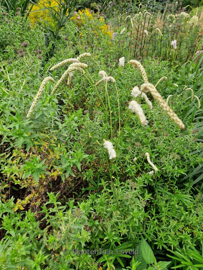 Sanguisorba ‚All Time High‘