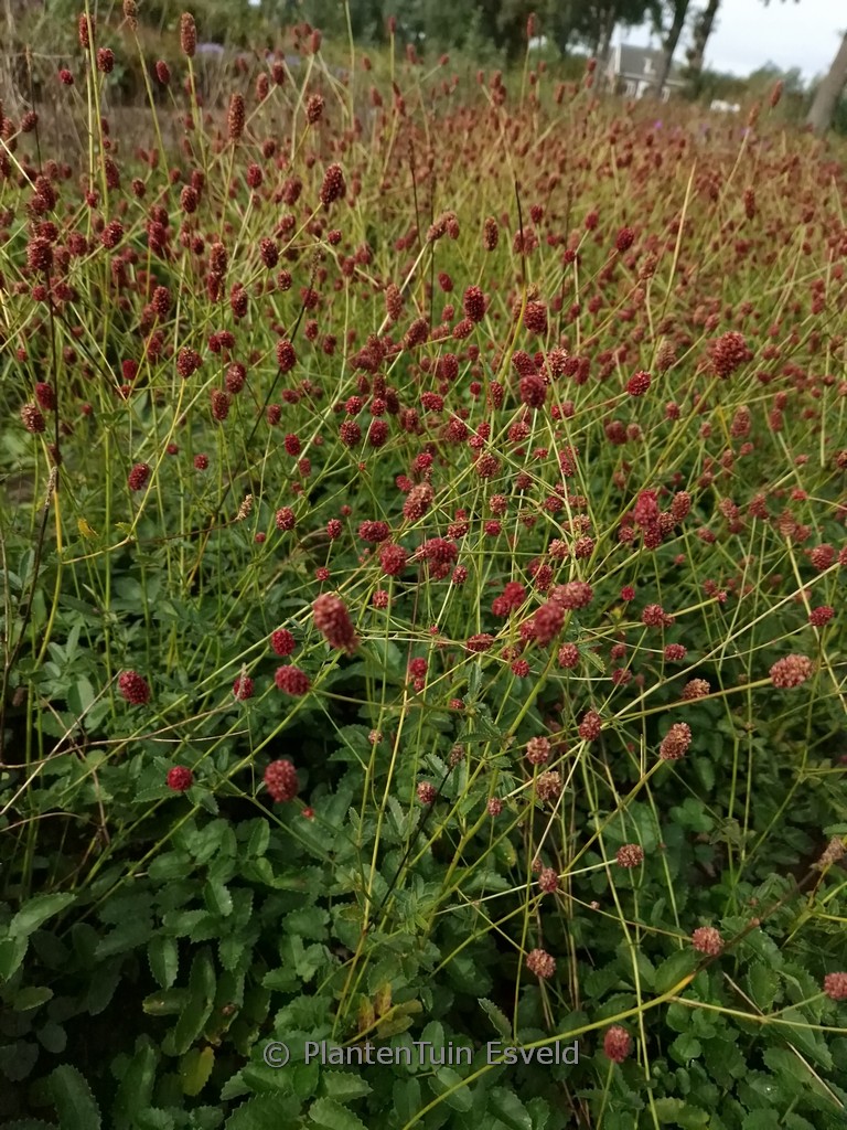 Sanguisorba ‚Beetlewings‘