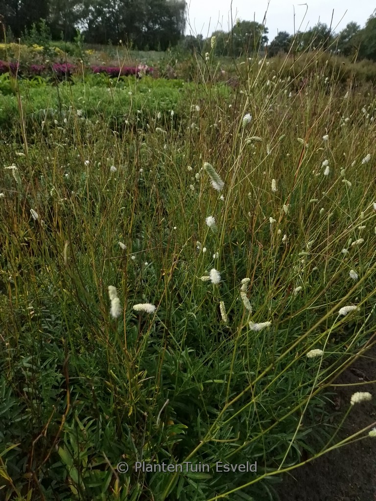 Sanguisorba ‚Burr Blanc‘