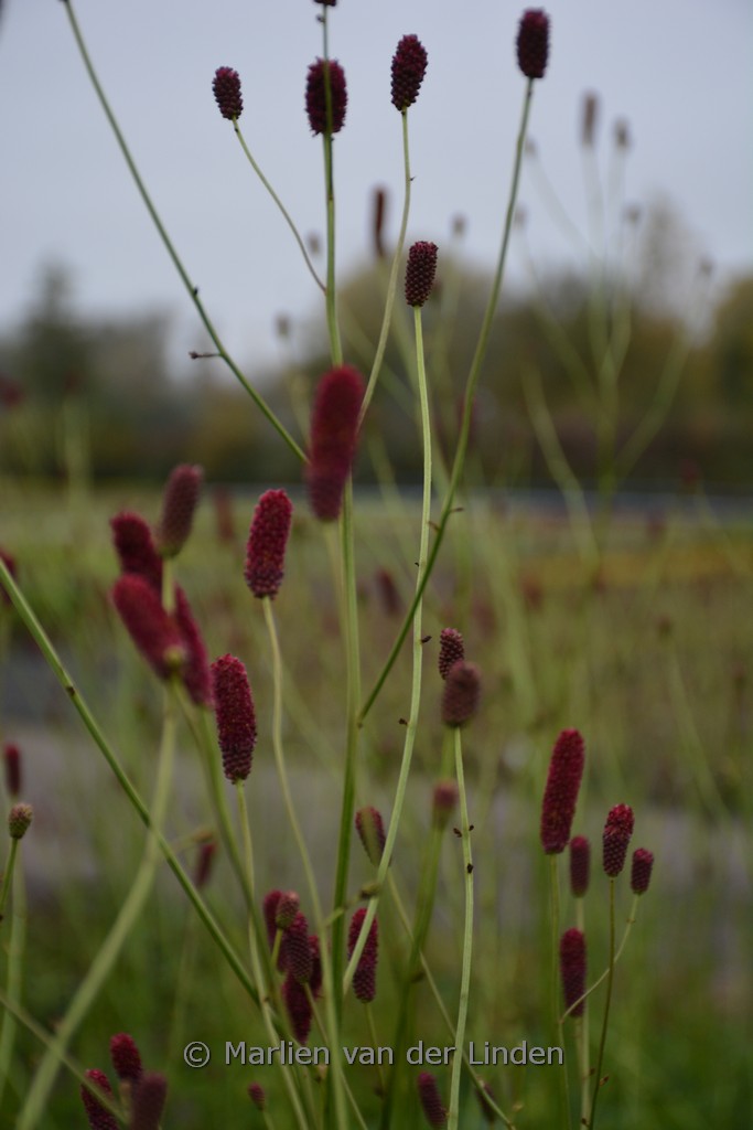 Sanguisorba ‚Cangshan Cranberry‘