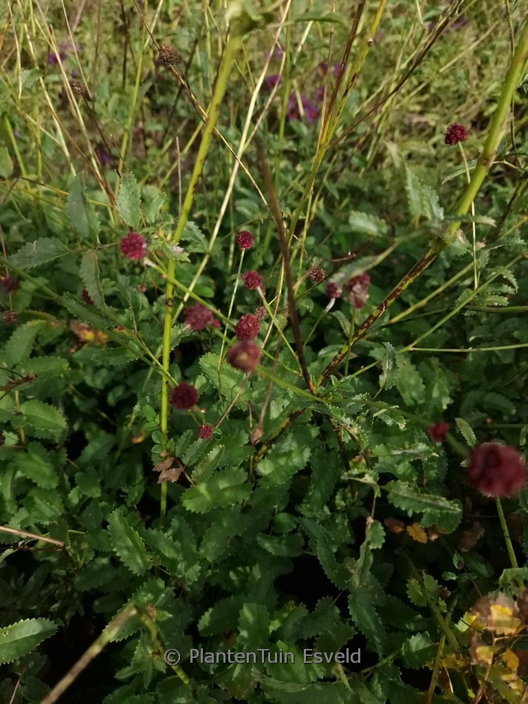 Sanguisorba ‚Joni‘