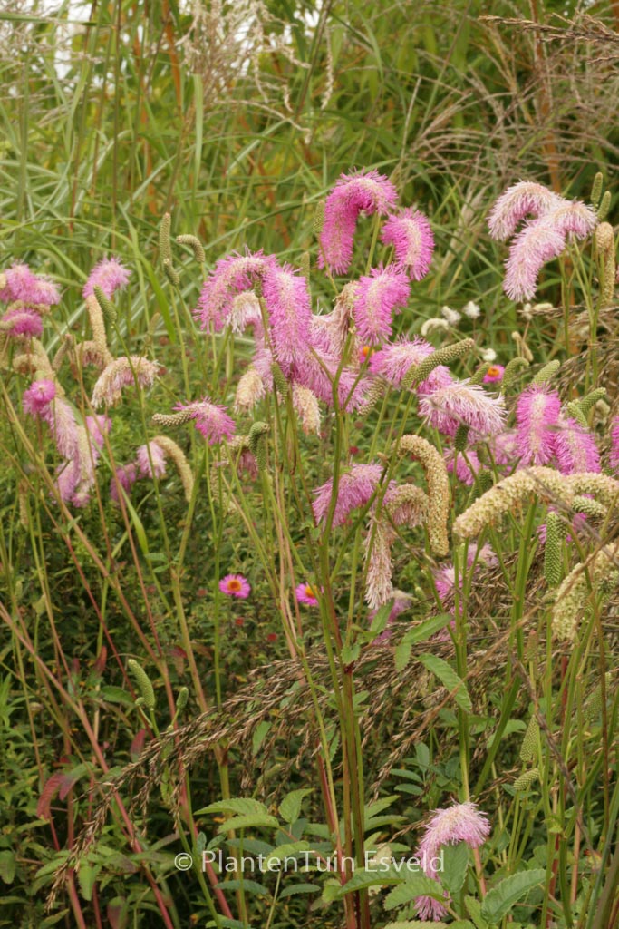 Sanguisorba ‚Pink Brushes‘