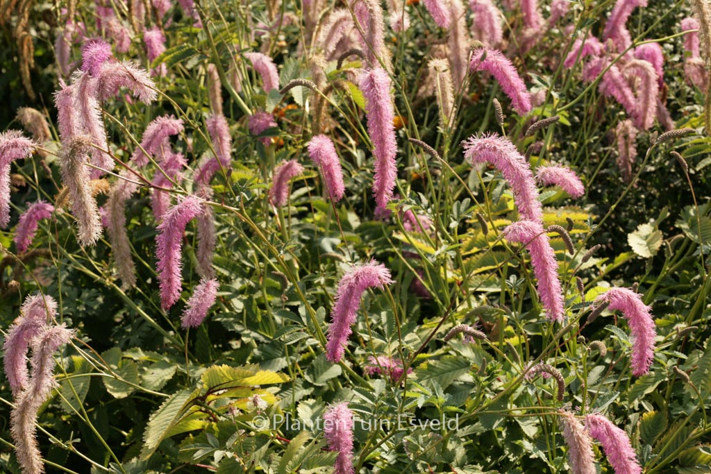 Sanguisorba hakusanensis ‚Lilac Squirrel‘