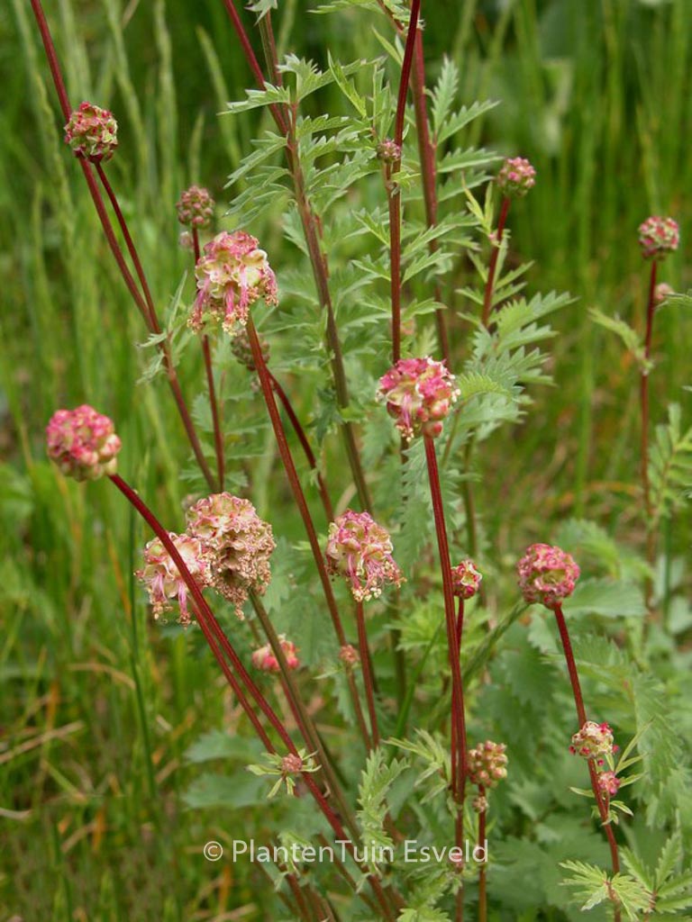 Sanguisorba minor