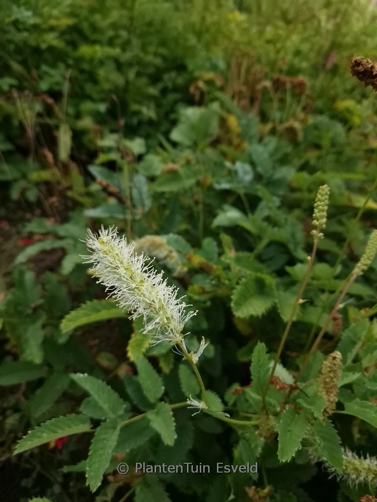 Sanguisorba obtusa ‚Alba‘