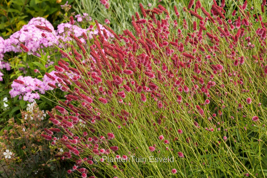 Sanguisorba officinalis ‚Japan‘
