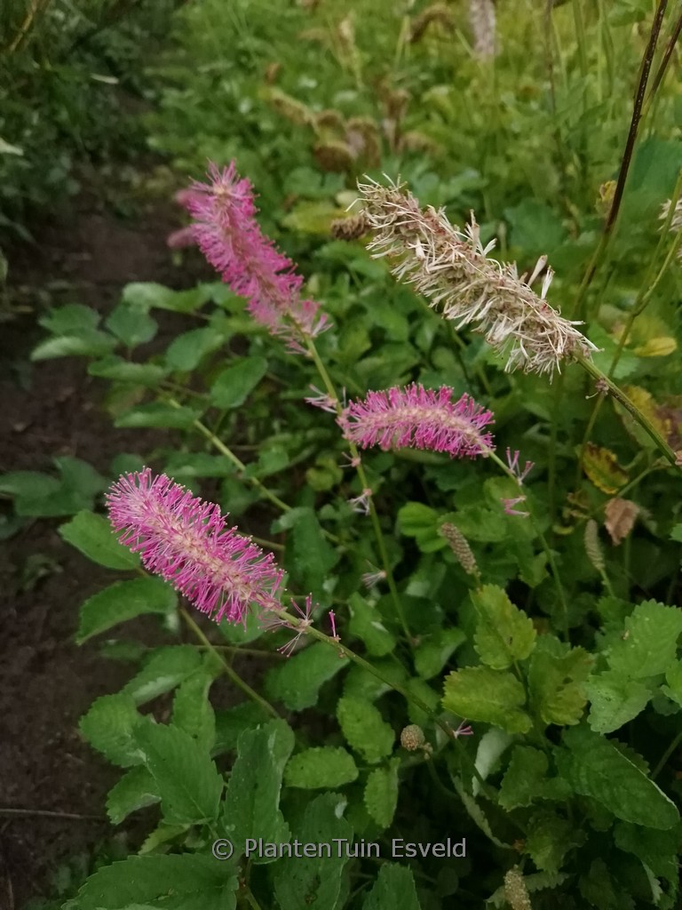 Sanguisorba officinalis ‚Lemon Splash‘