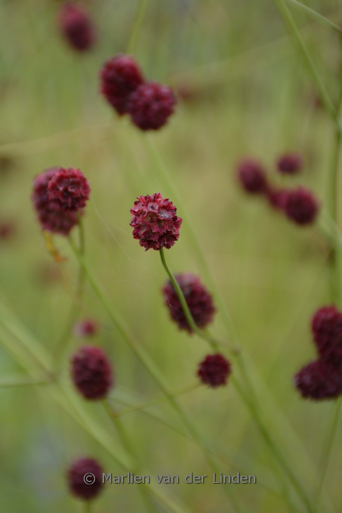 Sanguisorba officinalis ‚Morning Select‘