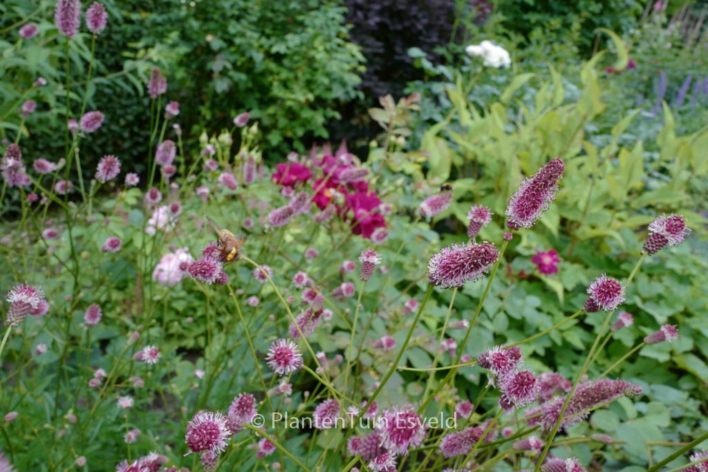 Sanguisorba officinalis ‚Pink Tanna‘